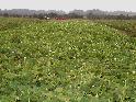 field-abloombthumb1